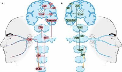 NMDARs mediate peripheral and central sensitization contributing to chronic orofacial pain